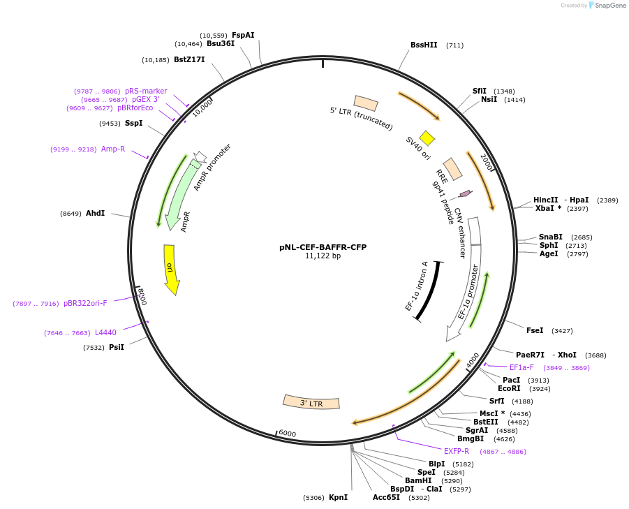 187002-plasmid-map-sequence-id-367733