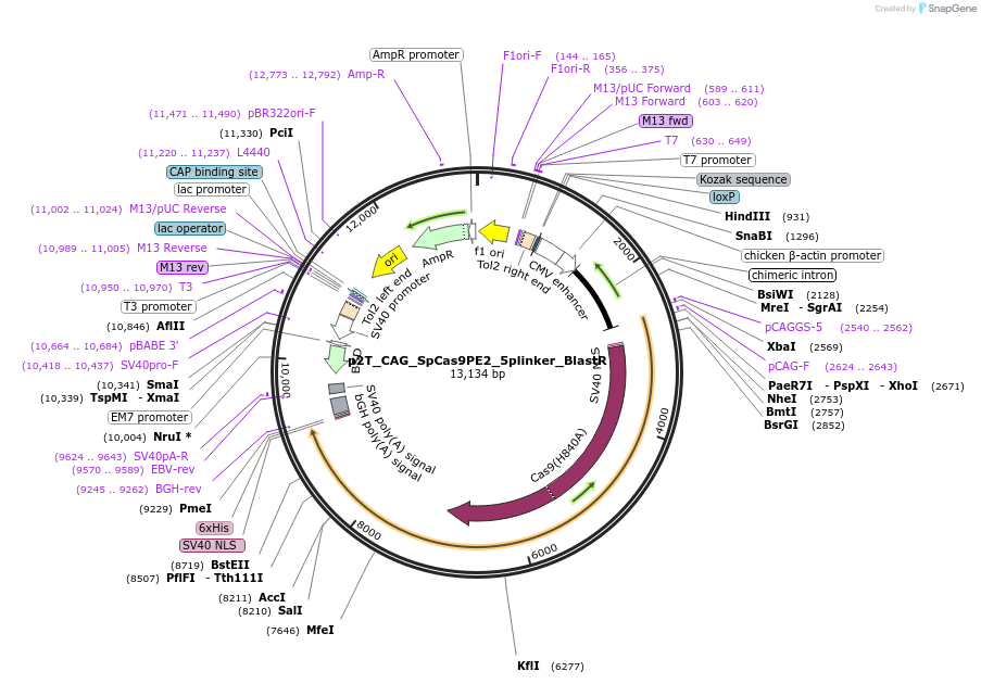 173066-plasmid-map-sequence-id-367737