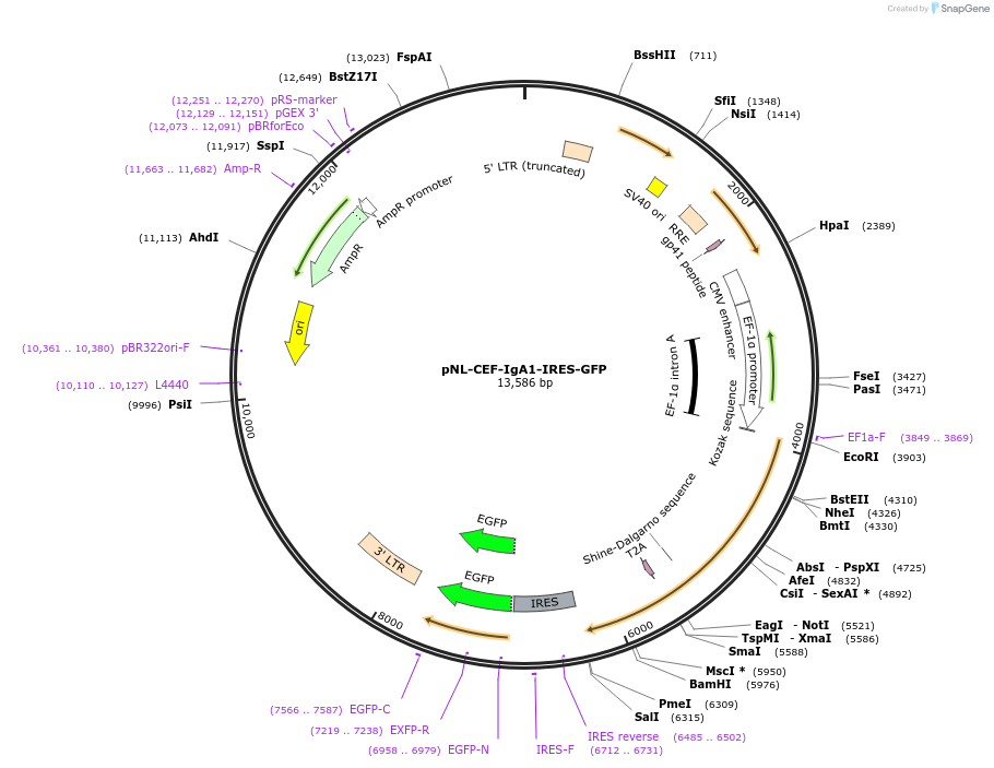 187007-plasmid-map-sequence-id-367741