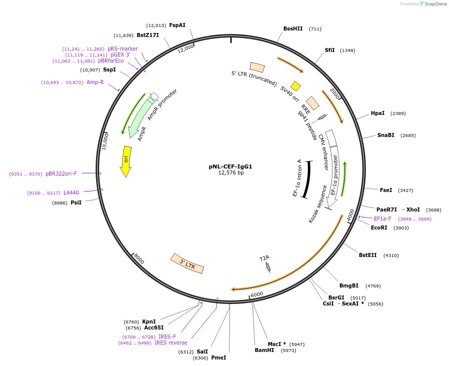 187010-plasmid-map-sequence-id-367754