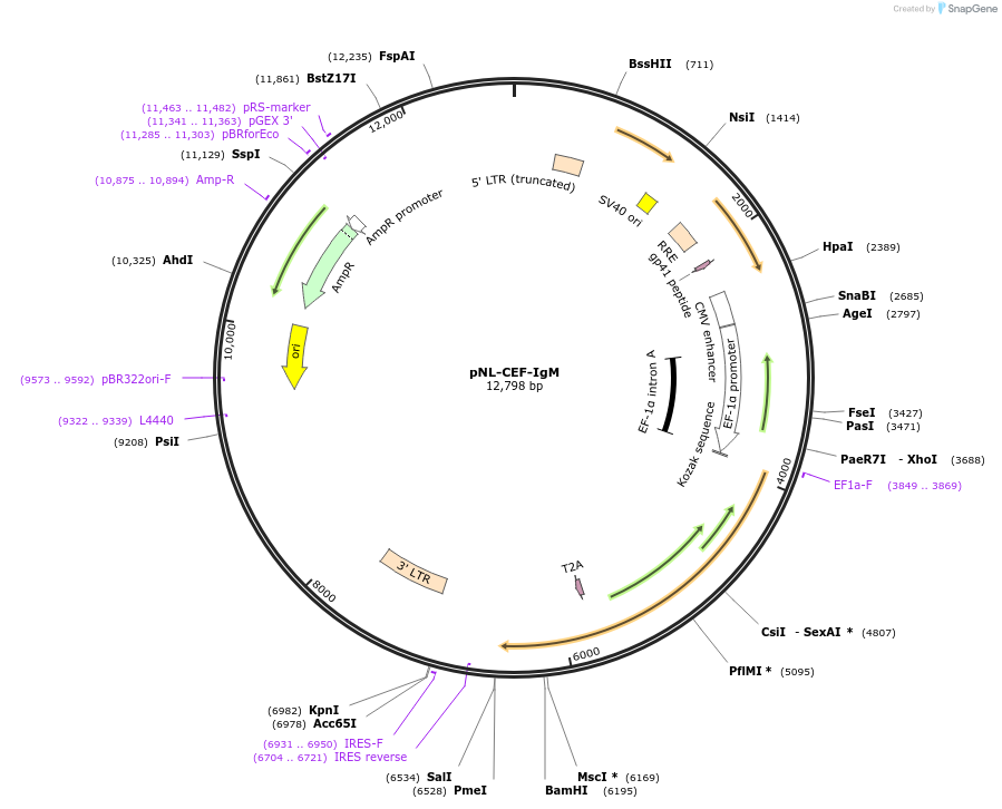 187013-plasmid-map-sequence-id-367756