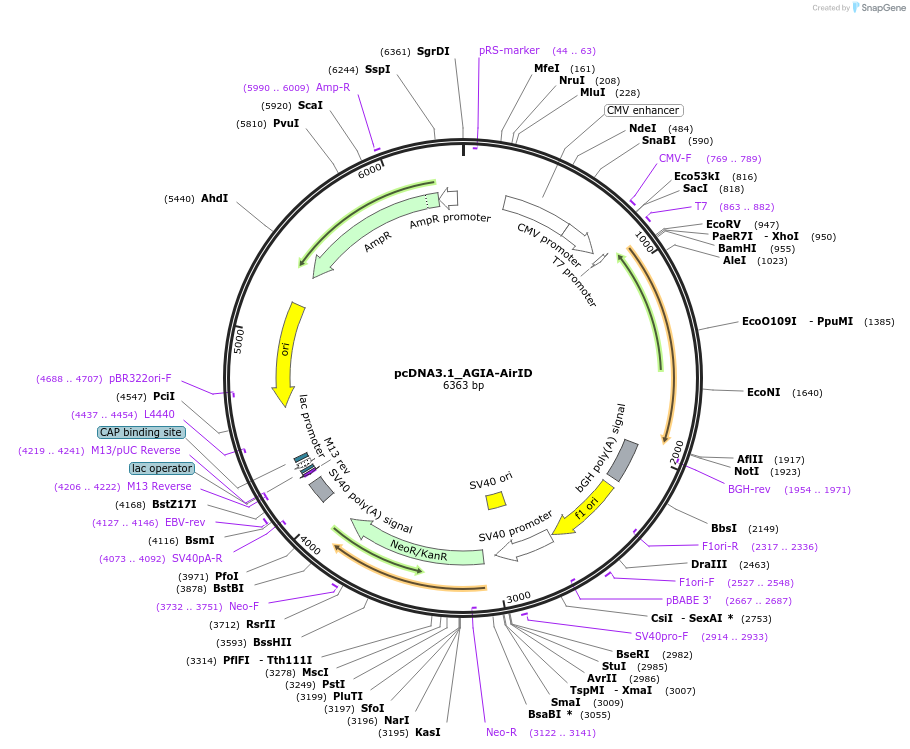 182210-plasmid-map-sequence-id-367774