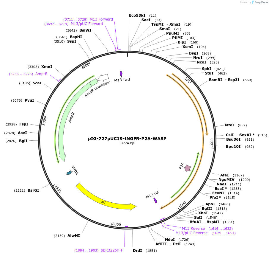 186089-plasmid-map-sequence-id-367776