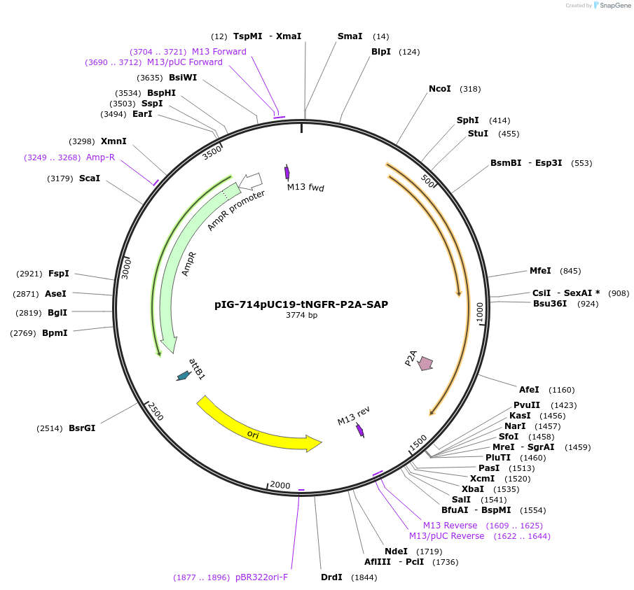 186091-plasmid-map-sequence-id-367778
