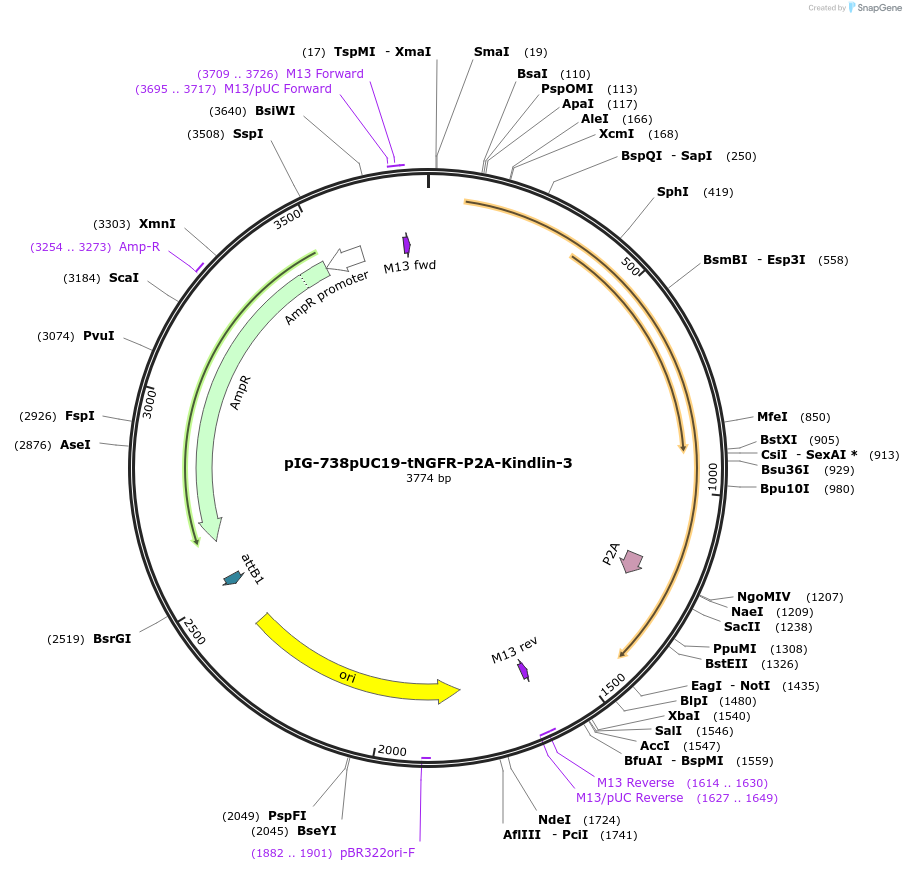 186092-plasmid-map-sequence-id-367779