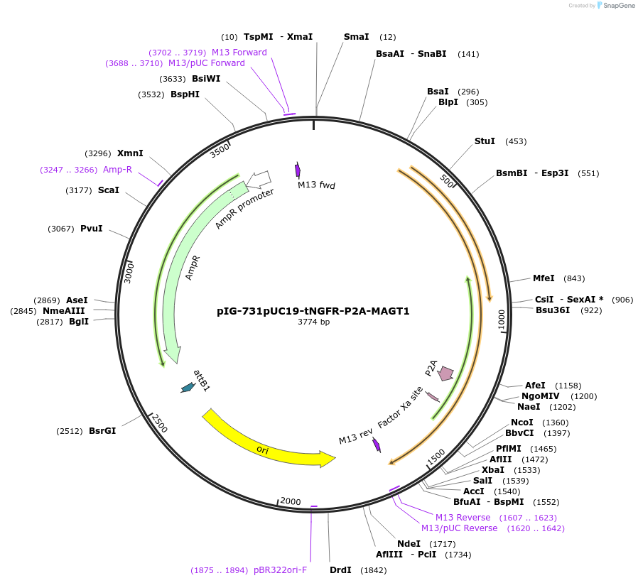 186093-plasmid-map-sequence-id-367780