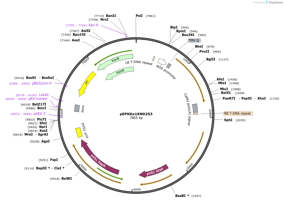 187560-plasmid-map-sequence-id-367784