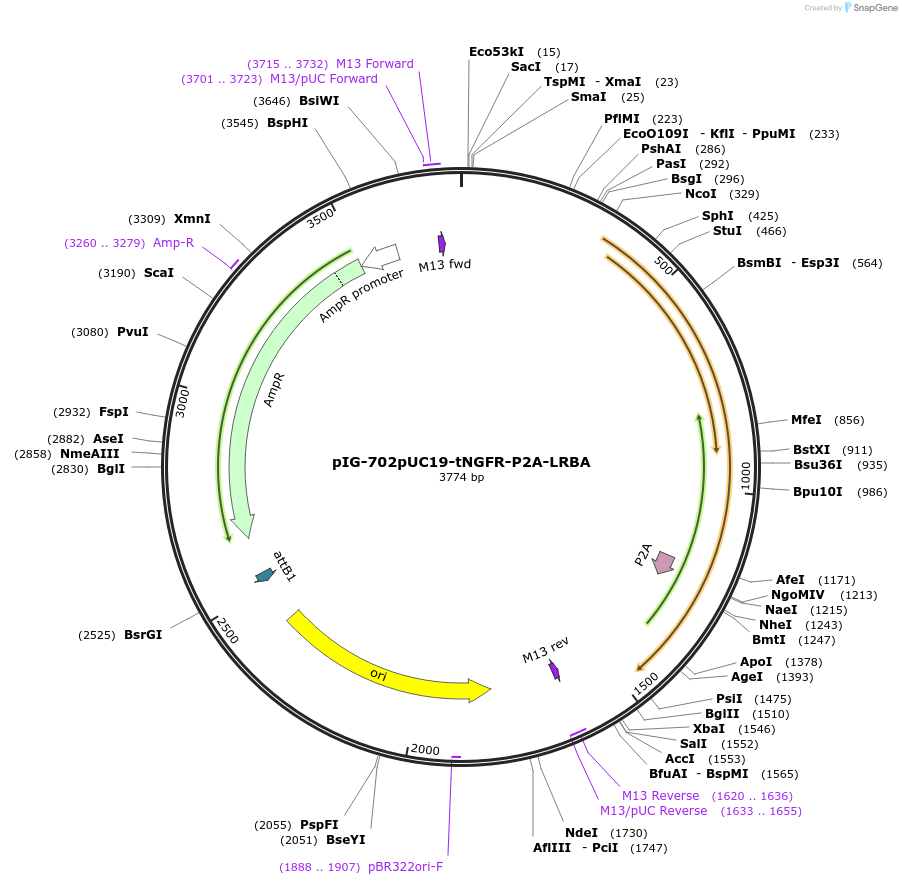 186096-plasmid-map-sequence-id-367786