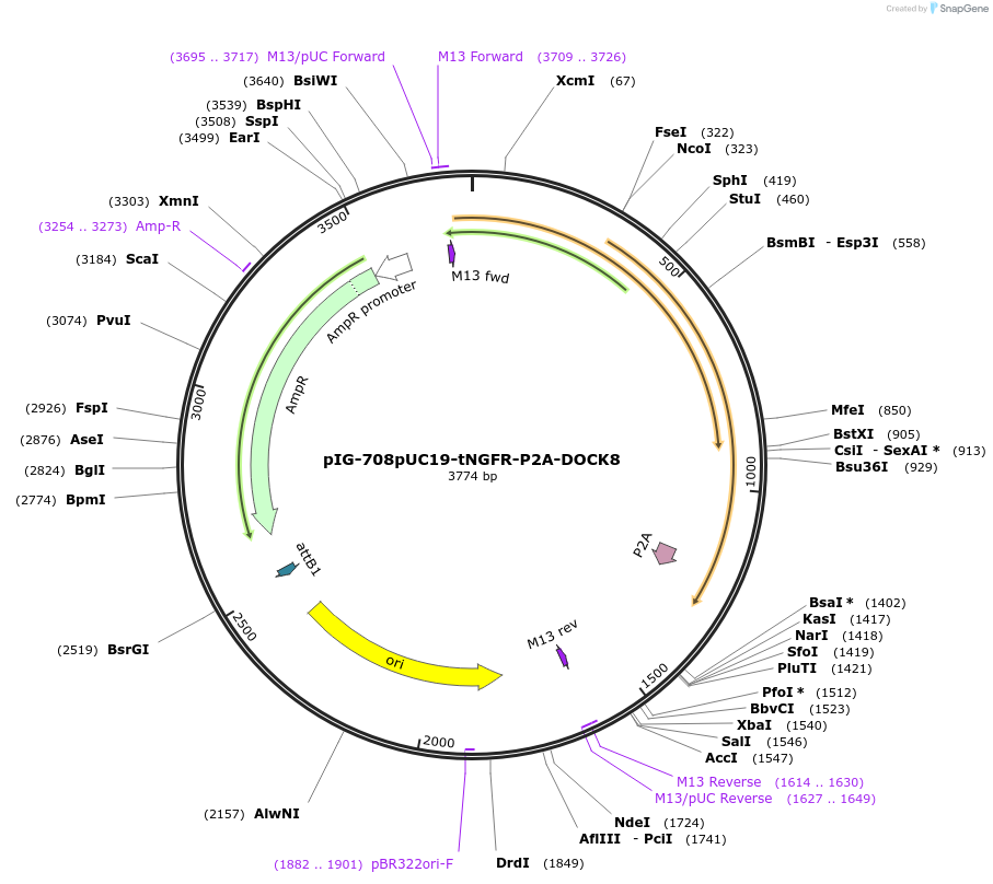 186097-plasmid-map-sequence-id-367787