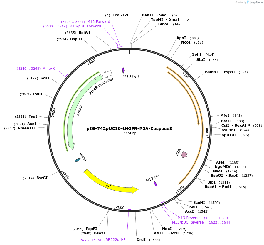 186099-plasmid-map-sequence-id-367796