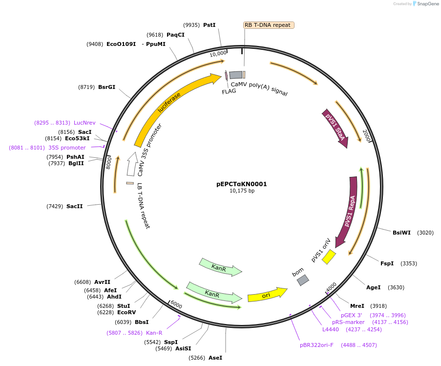 187568-plasmid-map-sequence-id-367801