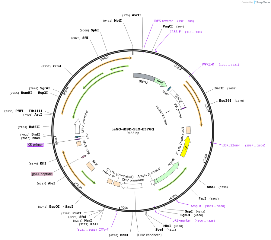 182742-plasmid-map-sequence-id-367803