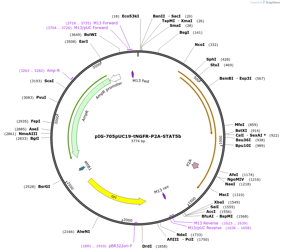 186103-plasmid-map-sequence-id-367804