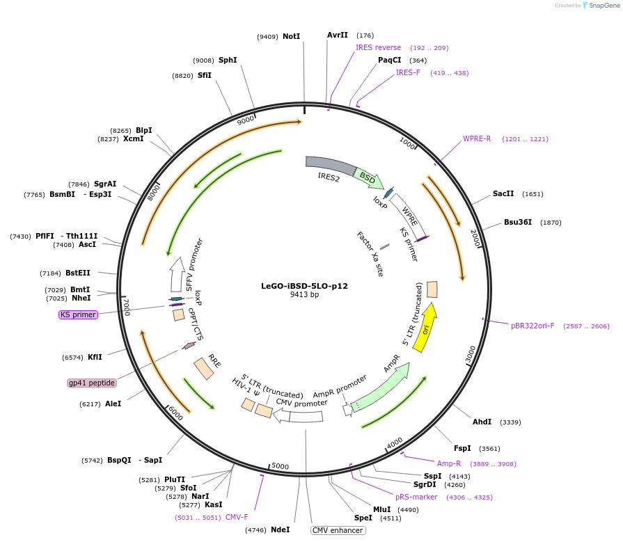 182744-plasmid-map-sequence-id-367805