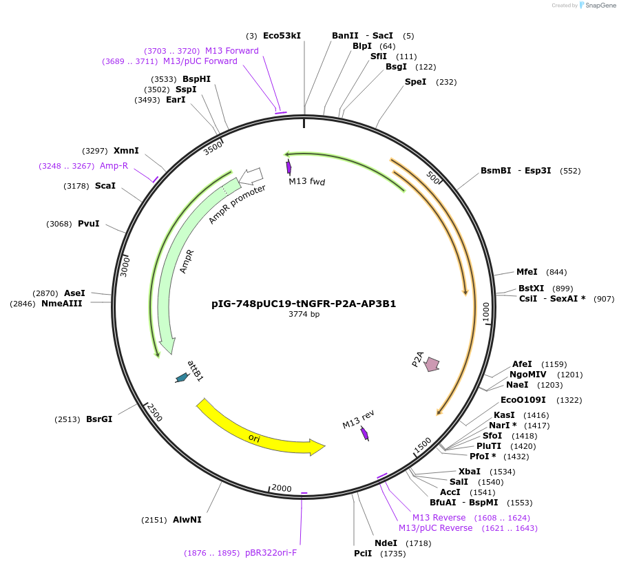186106-plasmid-map-sequence-id-367808