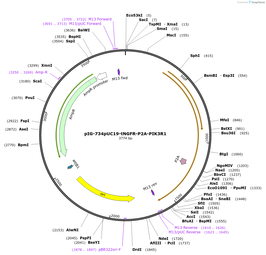 186107-plasmid-map-sequence-id-367812