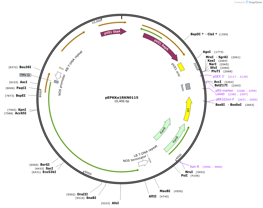 187571-plasmid-map-sequence-id-367815