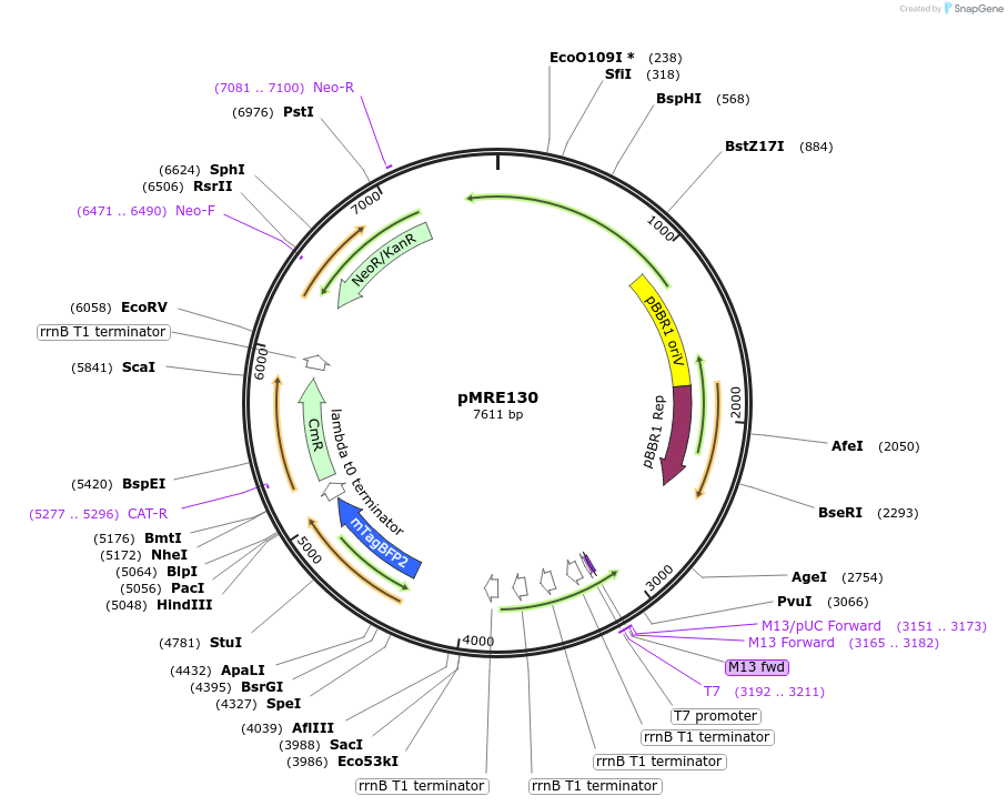 118484-plasmid-map-sequence-id-367818