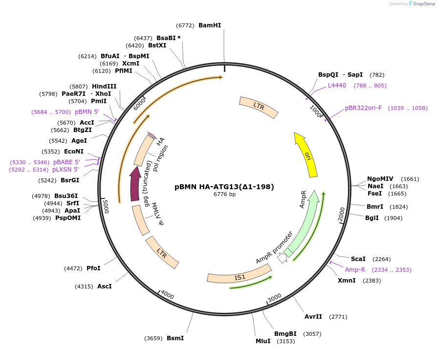 186222-plasmid-map-sequence-id-367824