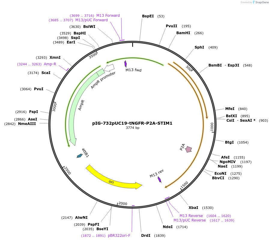 186119-plasmid-map-sequence-id-367828