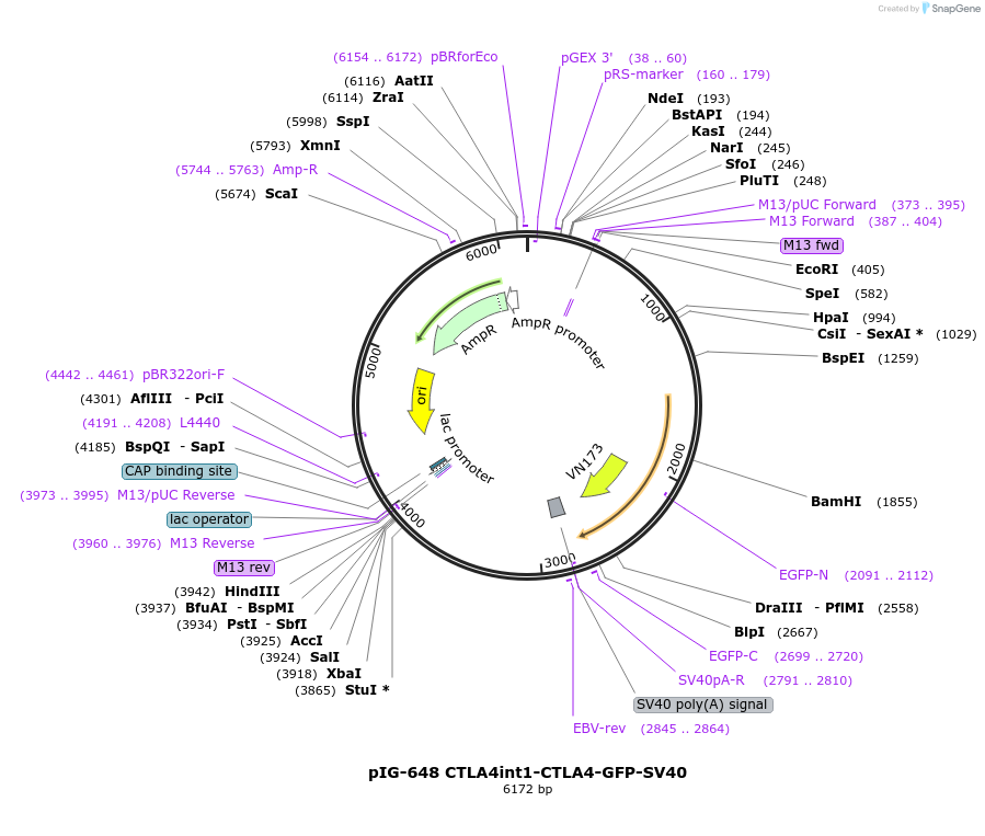 186123-plasmid-map-sequence-id-367836