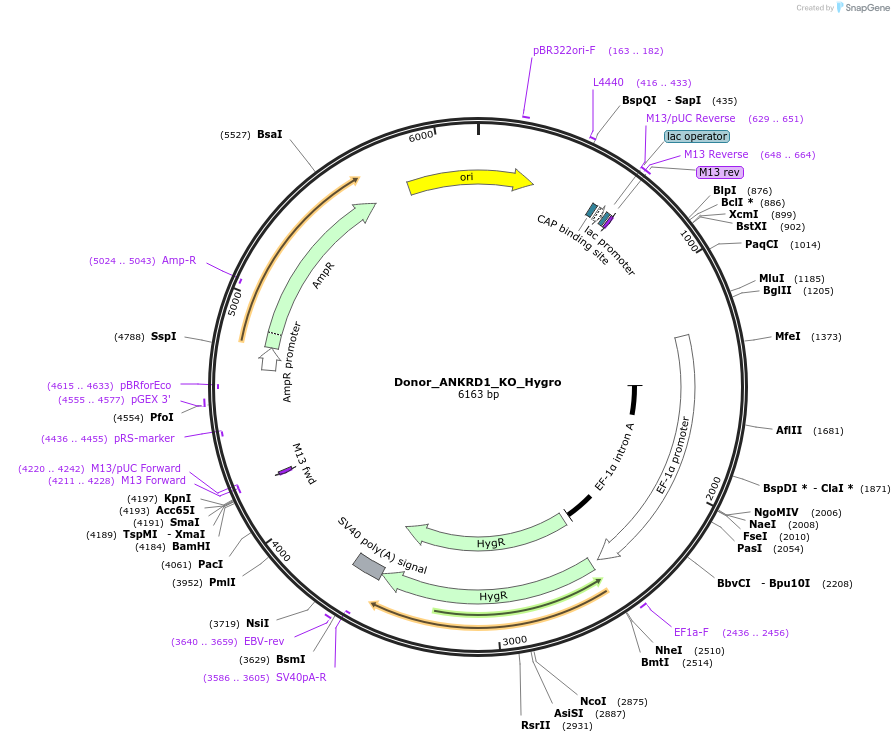 186668-plasmid-map-sequence-id-367854