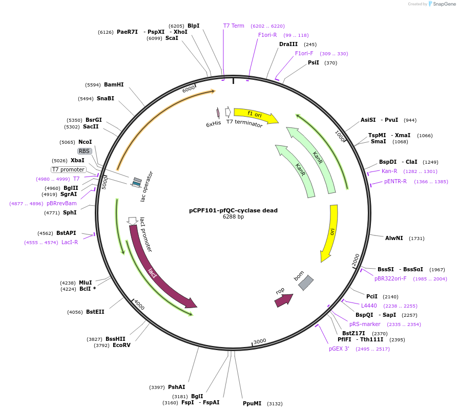 184878-plasmid-map-sequence-id-367855