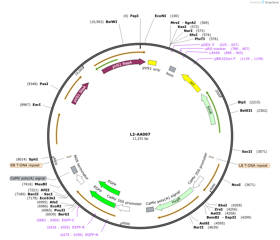 185750-plasmid-map-sequence-id-367858