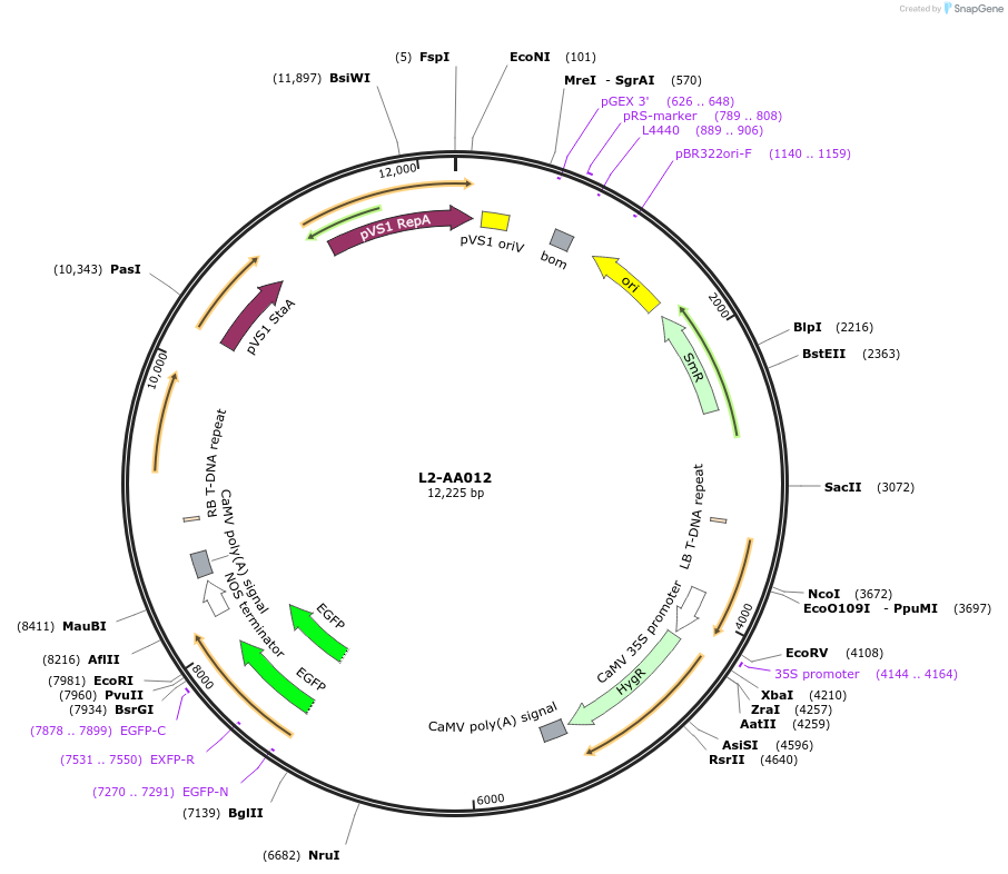 185751-plasmid-map-sequence-id-367862