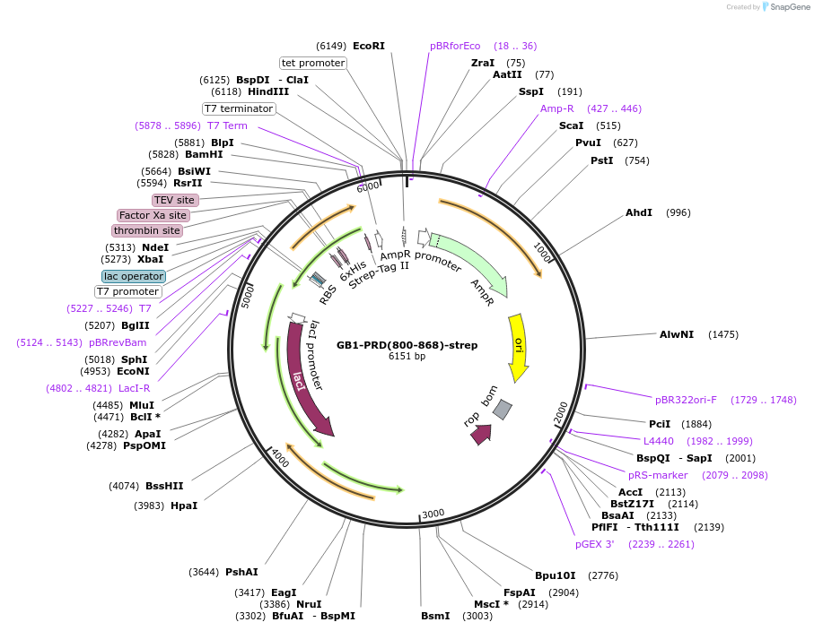 180023-plasmid-map-sequence-id-367898