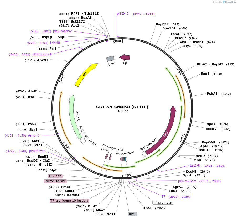 180027-plasmid-map-sequence-id-367899