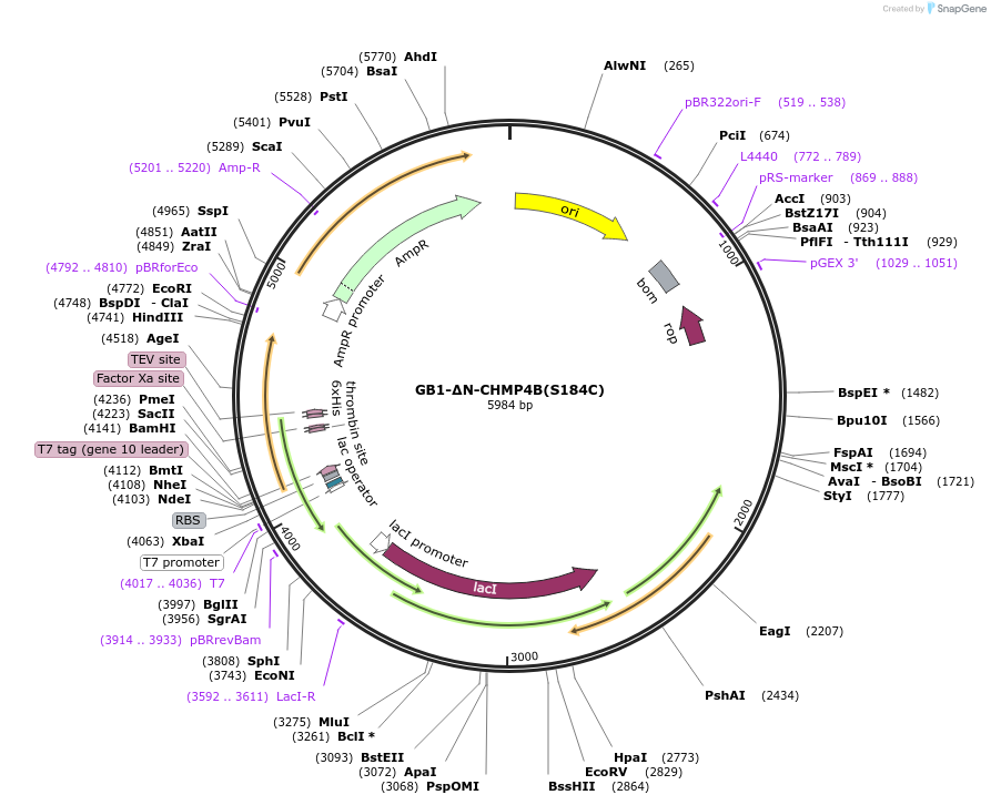 180026-plasmid-map-sequence-id-367902