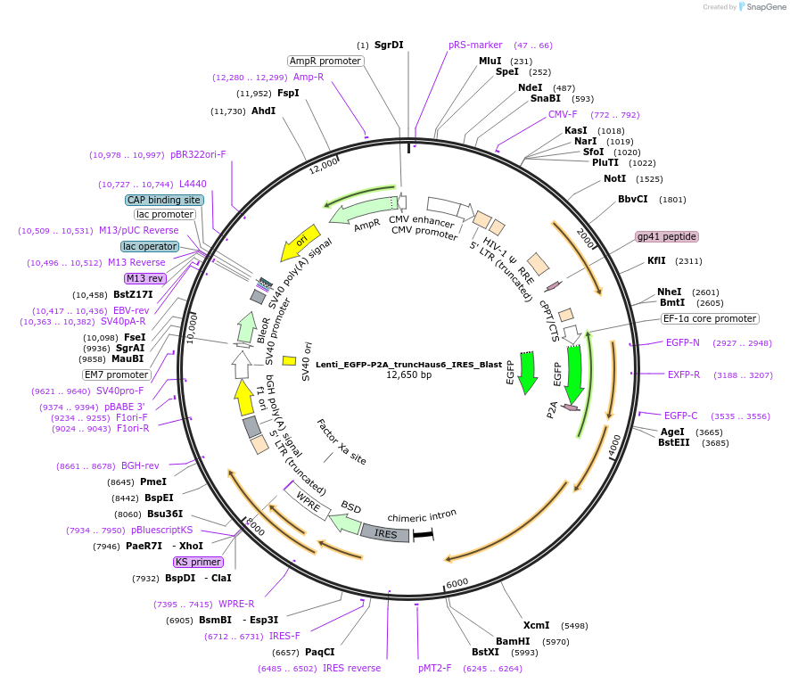 182885-plasmid-map-sequence-id-367930