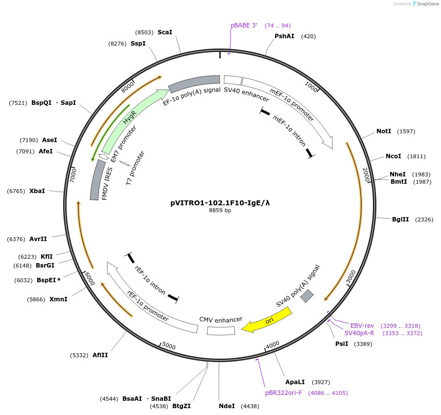 50365-plasmid-map-sequence-id-367944