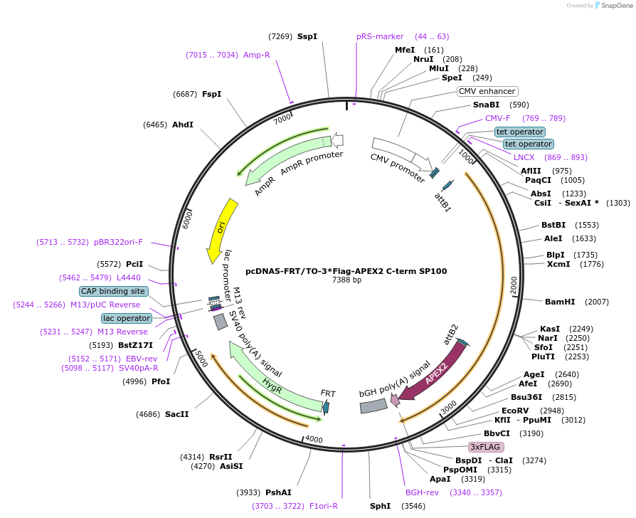 187584-plasmid-map-sequence-id-367946