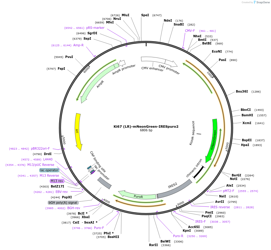 183743-plasmid-map-sequence-id-367986