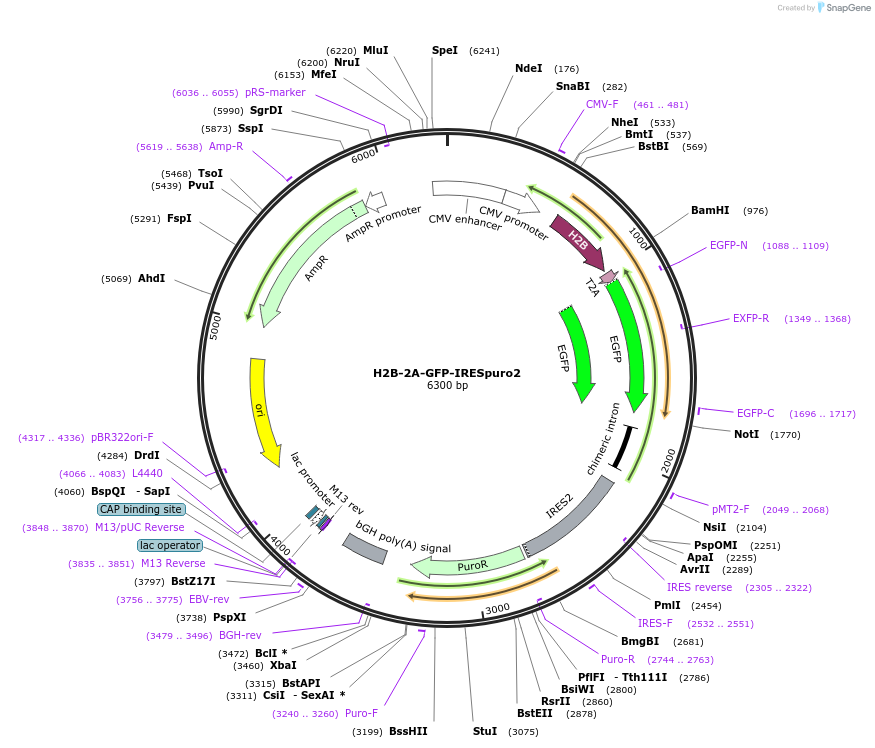 183746-plasmid-map-sequence-id-367987