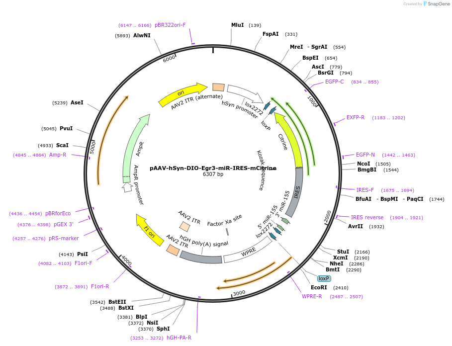 186419-plasmid-map-sequence-id-368003
