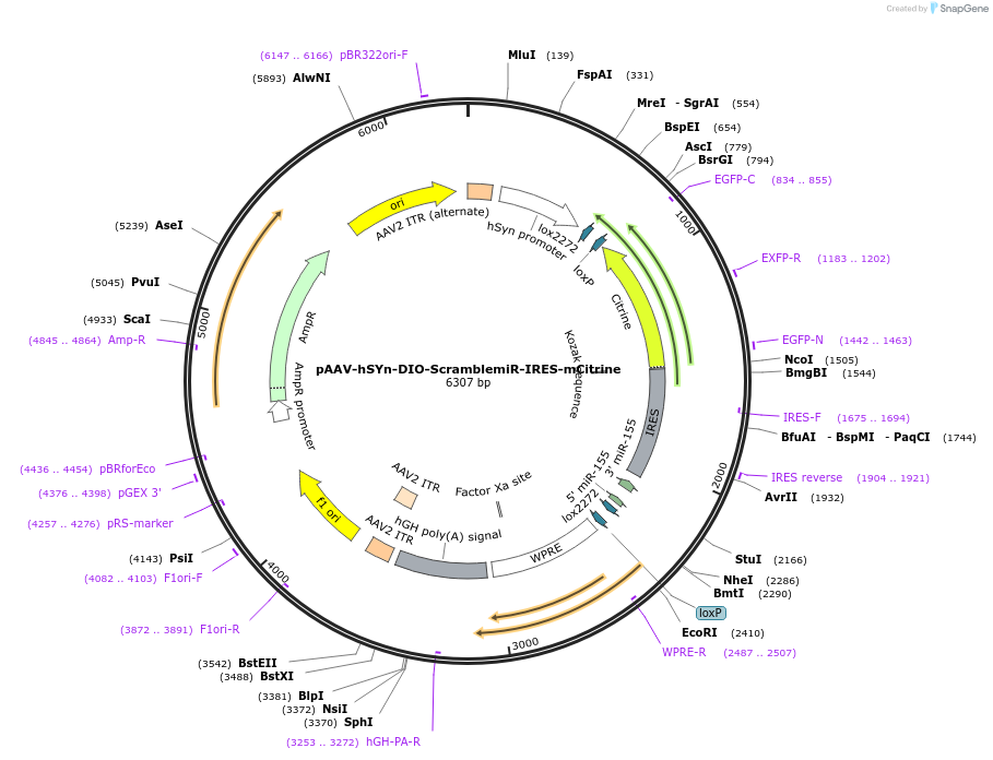 186418-plasmid-map-sequence-id-368006
