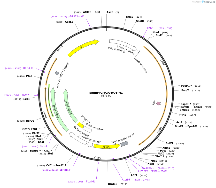 178966-plasmid-map-sequence-id-368025