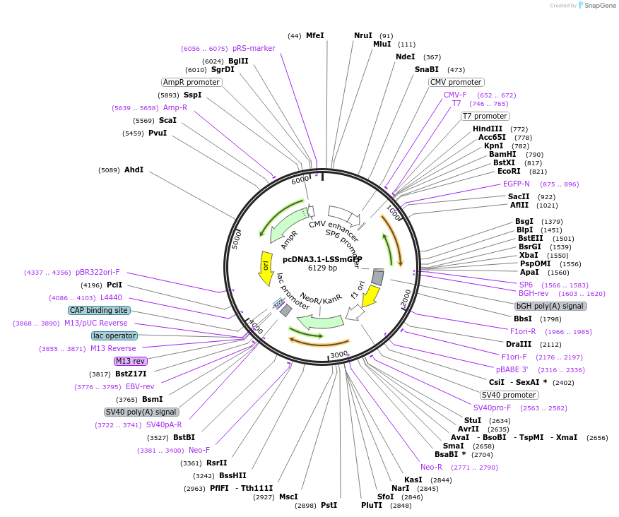 186543-plasmid-map-sequence-id-368052