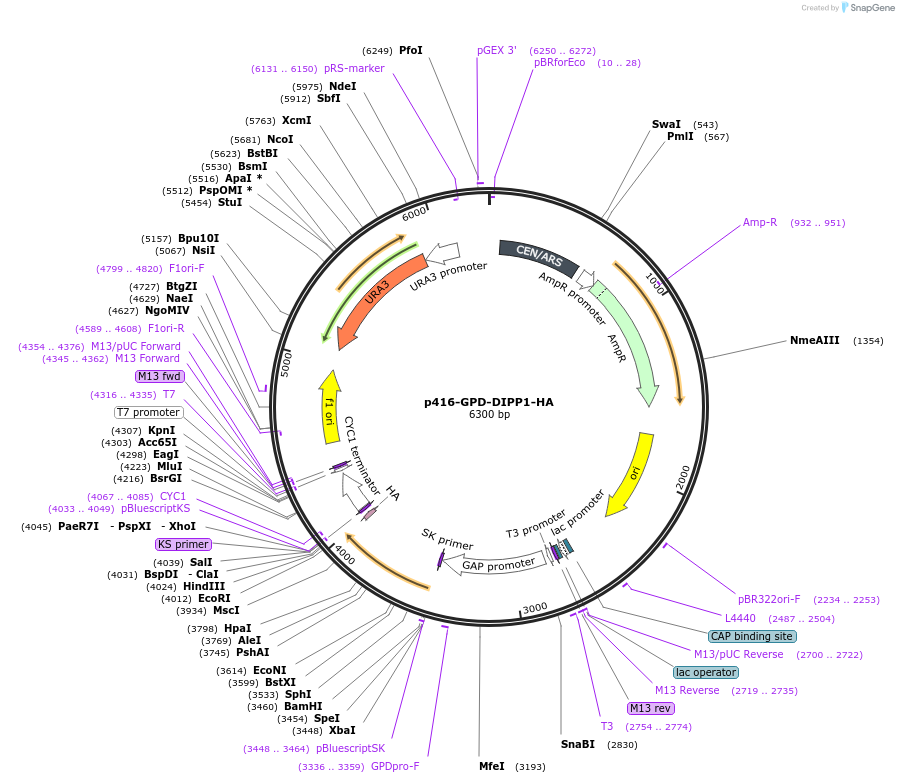 183946-plasmid-map-sequence-id-368066