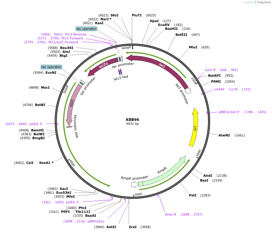 185113-plasmid-map-sequence-id-368072