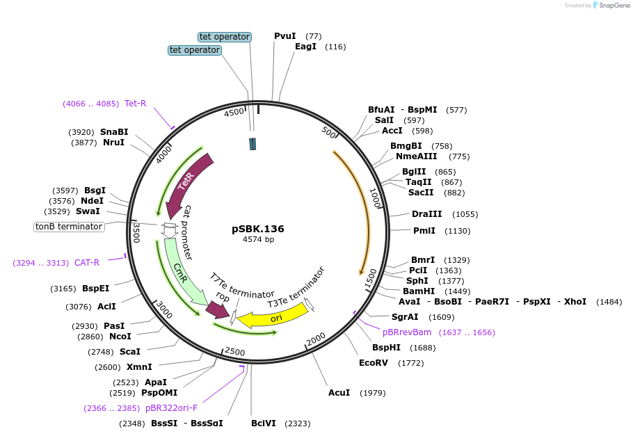 187220-plasmid-map-sequence-id-368082