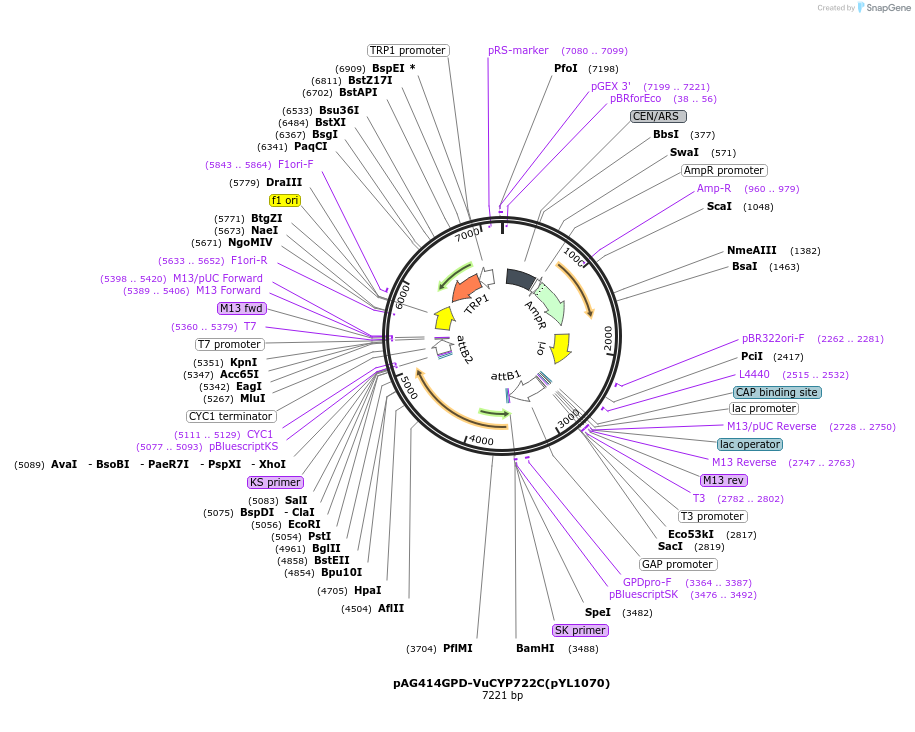 178293-plasmid-map-sequence-id-368088