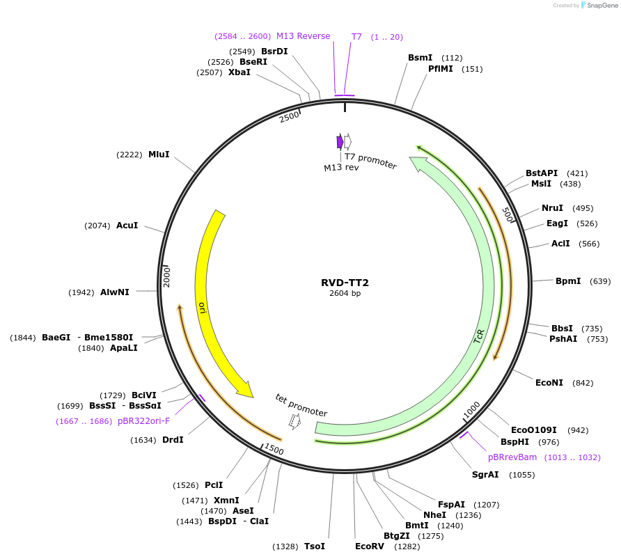 173417-plasmid-map-sequence-id-368098