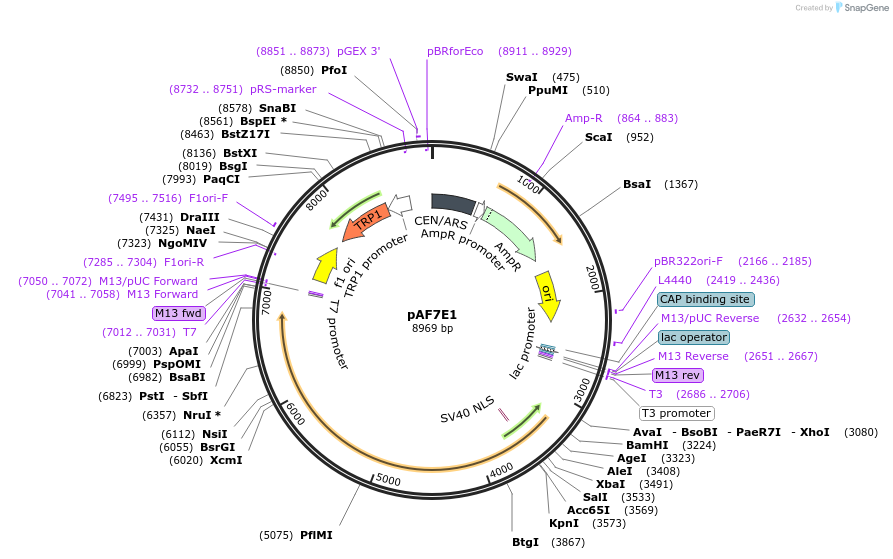 185839-plasmid-map-sequence-id-368101