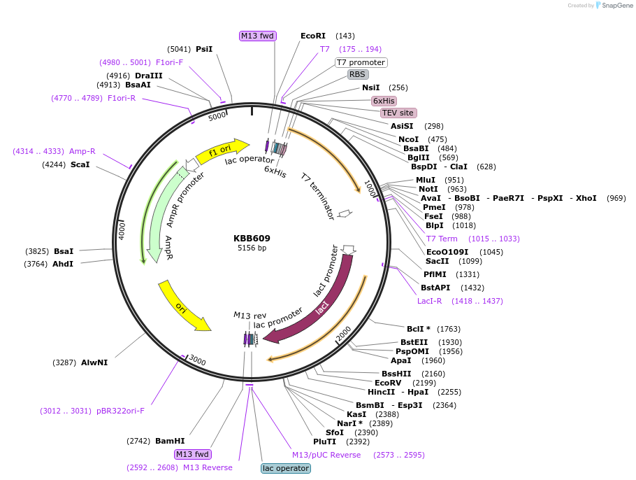 185110-plasmid-map-sequence-id-368108