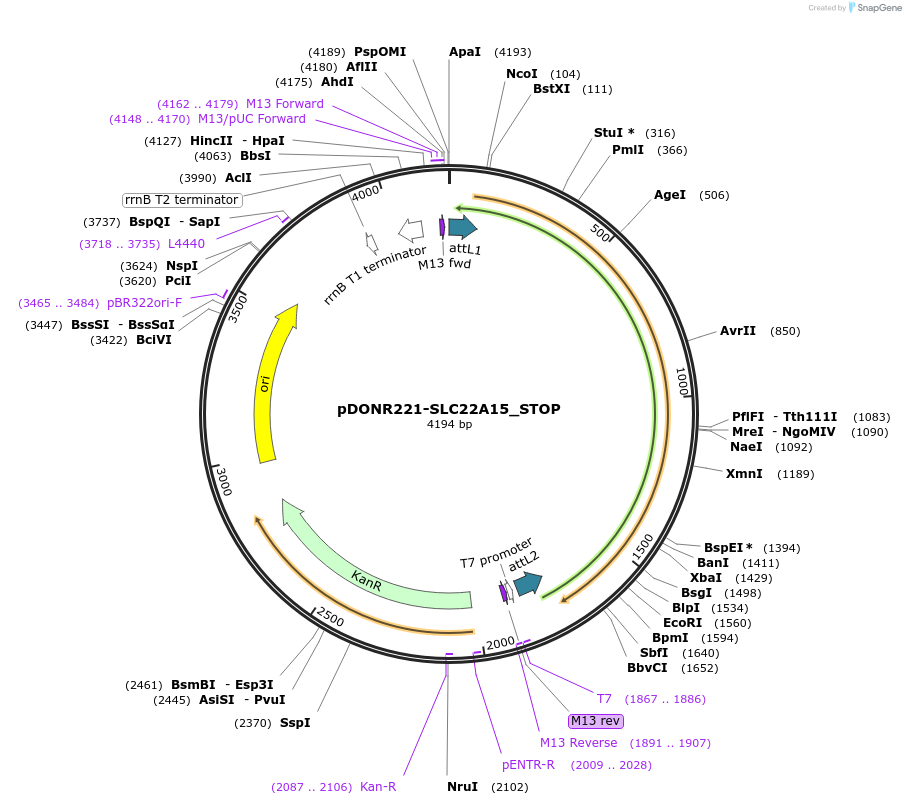 161177-plasmid-map-sequence-id-368128