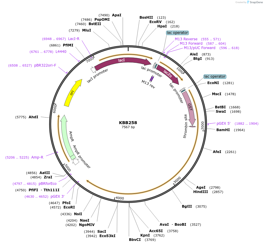 185072-plasmid-map-sequence-id-368132